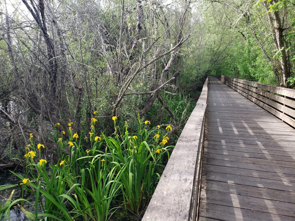 Wooden boardwalk trail through a riparian forest with blooming yellow irises in standing wetland water.
