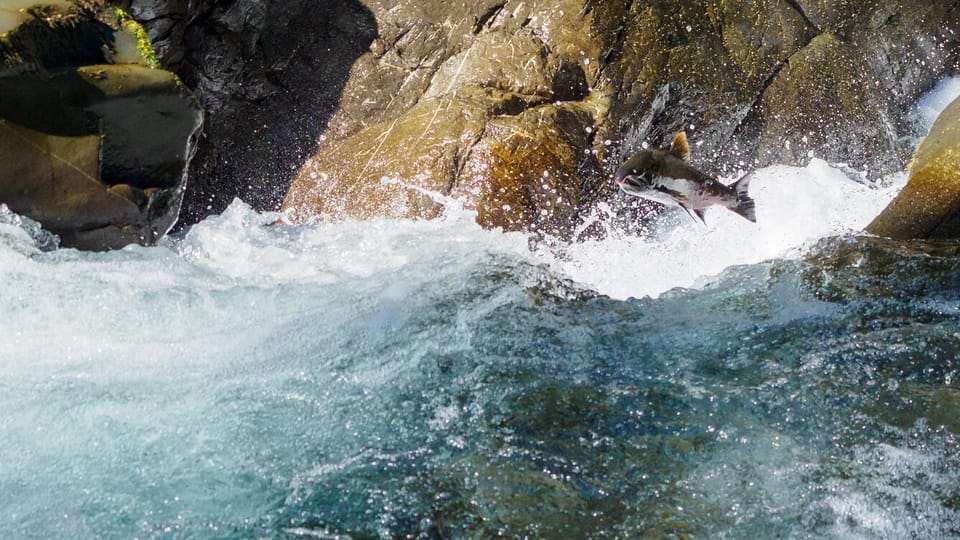 A coho salmon leaps out of foaming white water against wet rocks in a river cascade.