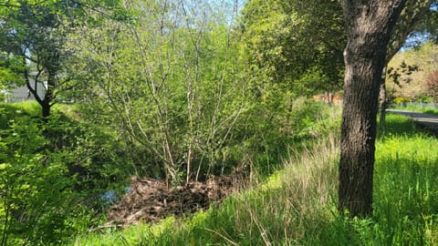 Woody debris piled around willow shrubs in a grassy creek channel next to a tree trunk and path.