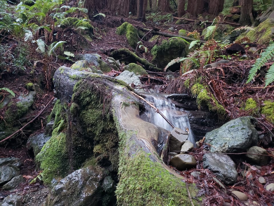 A small woodland creek cascades over rocks and a moss-covered fallen log amid sword ferns and redwood trees.