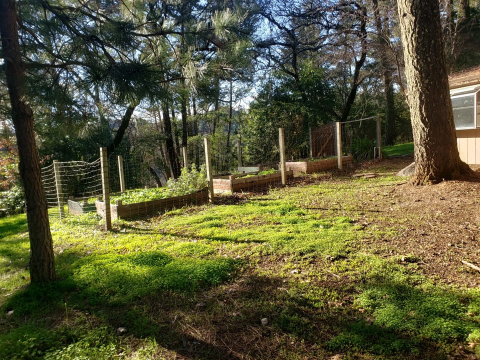 Wooden raised garden beds protected by wire fencing on a wooded, grassy slope beside a house.