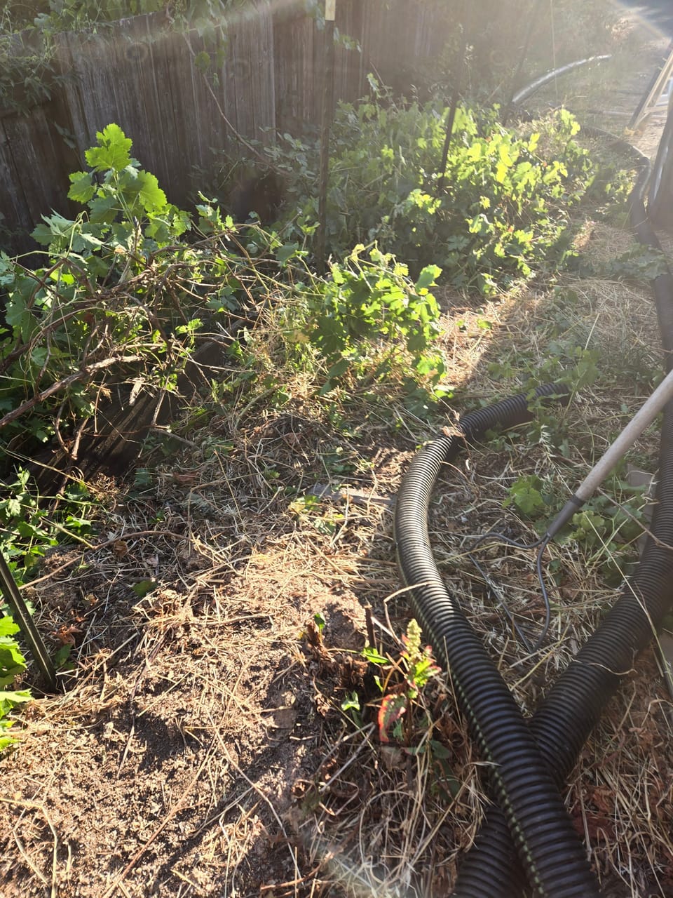 Black corrugated drainage pipe lying on straw mulch beside leafy garden vines and a wooden fence.