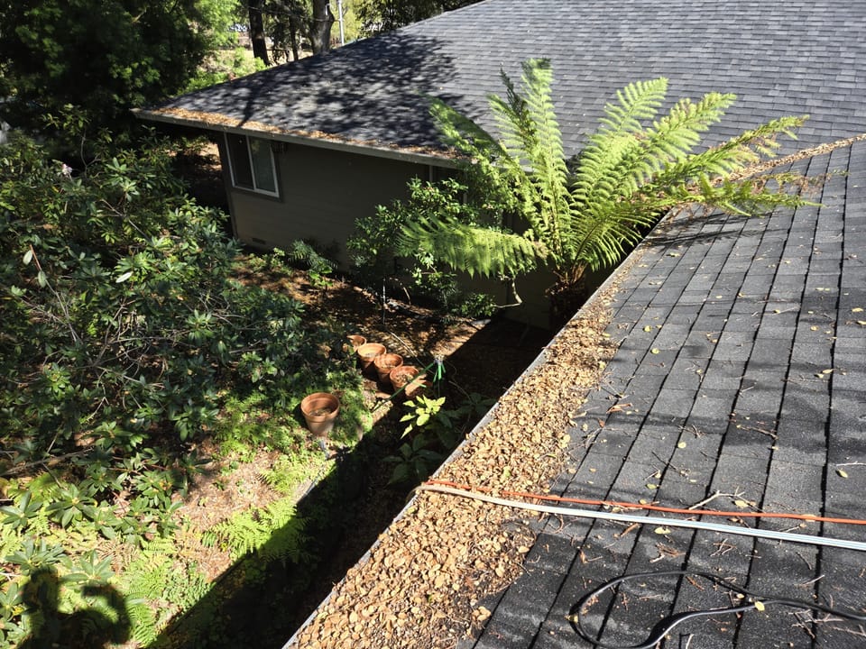 Looking down a dark shingled roof at a gutter full of dried leaves with a tree fern growing nearby.