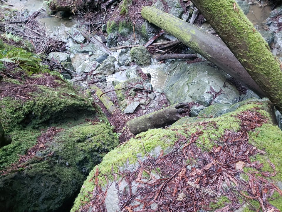 Overhead view looking down into a rocky forest creek bed with moss-covered boulders and fallen tree trunks.