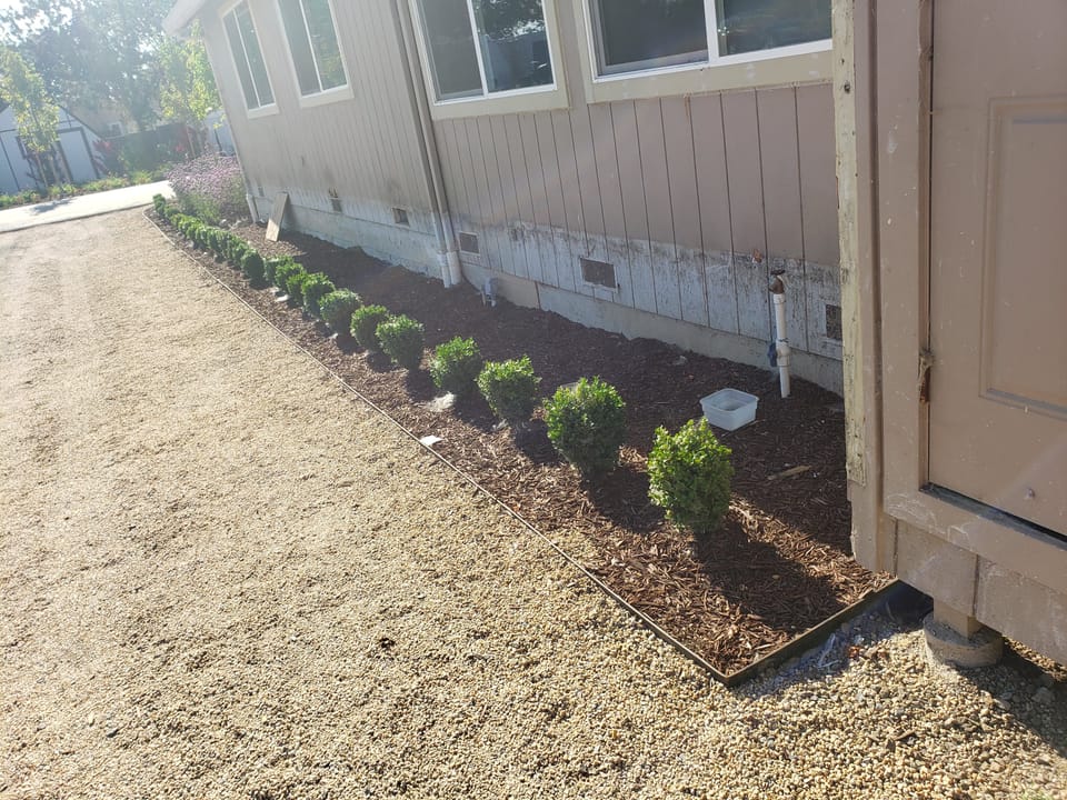 A row of small green shrubs in wood mulch along the siding and crawlspace vents of a house next to gravel.