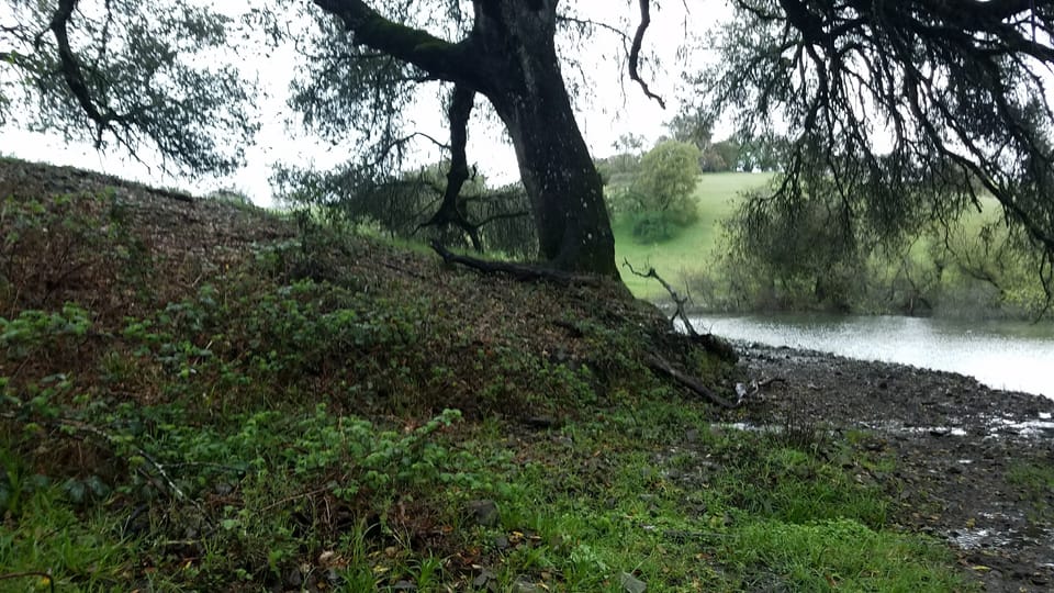 A large oak tree stands on a wet grassy bank beside a quiet pond during rain.