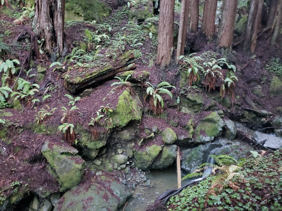 Steep forested bank with redwood trunks, sword ferns, and mossy boulders dropping into a small creek pool.