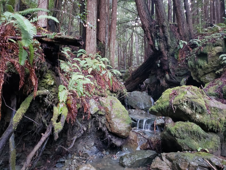 A small stream cascades over moss-covered boulders and exposed tree roots in a dense redwood forest with ferns.