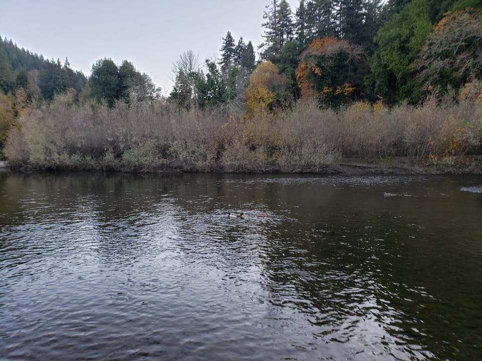 Wide calm river with ducks swimming near a wooded bank of willows and tall evergreens.