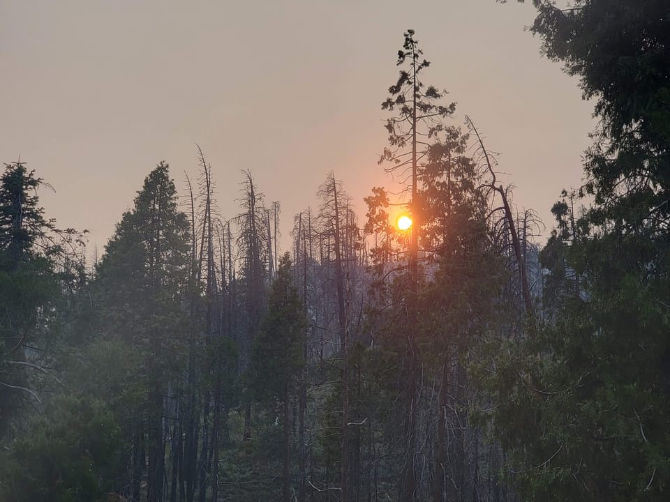 A glowing orange sun shines through thick wildfire smoke behind evergreen trees and dead snags.