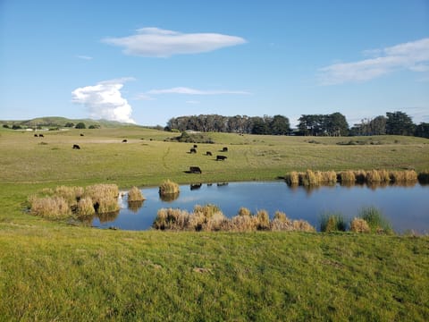 Black cows graze on a grassy green hillside above a calm farm pond with reeds under a blue sky.