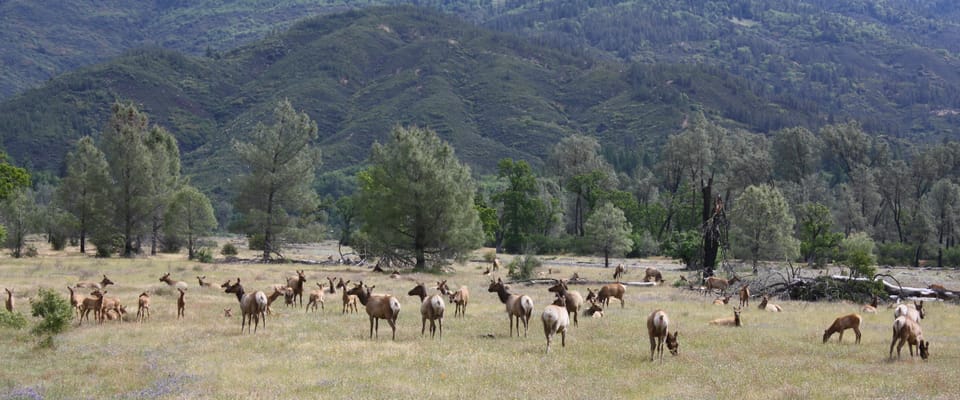 A herd of tule elk rests and grazes across a dry open meadow backed by pines and brushy mountains.