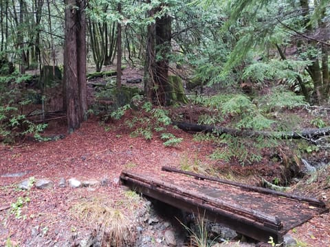 A rustic wooden footbridge crosses a narrow creek in a redwood forest covered in needles.