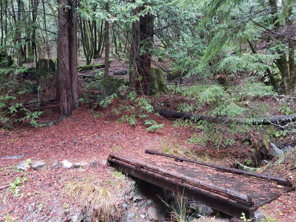 A rustic wooden footbridge crosses a narrow creek in a redwood forest covered in needles.