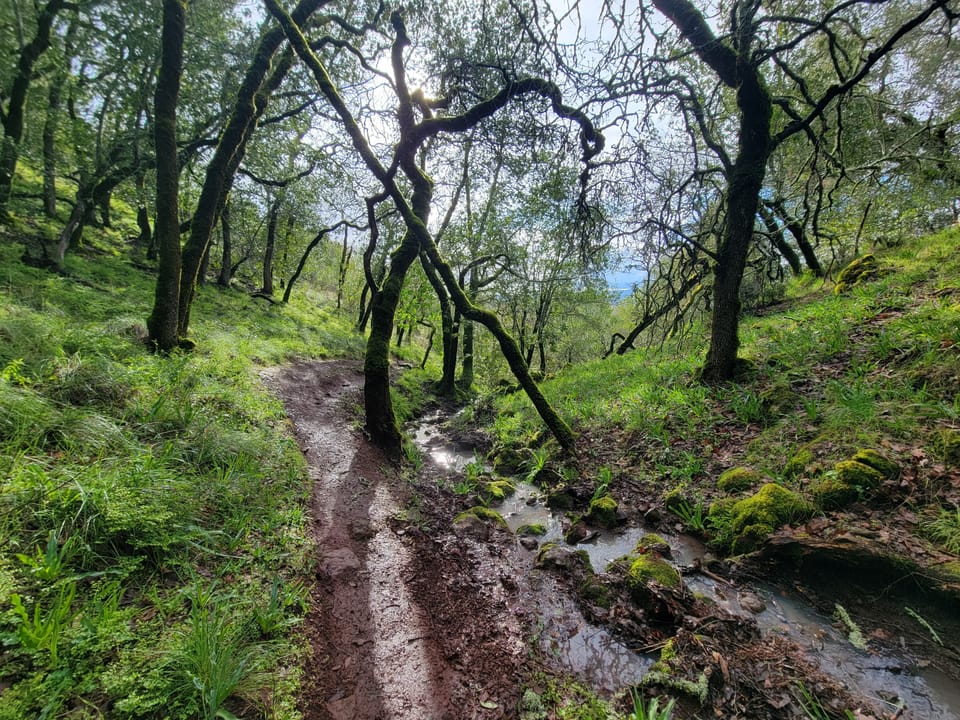 A muddy woodland trail lined with mossy oak trees and pools of standing rainwater on a hillside.